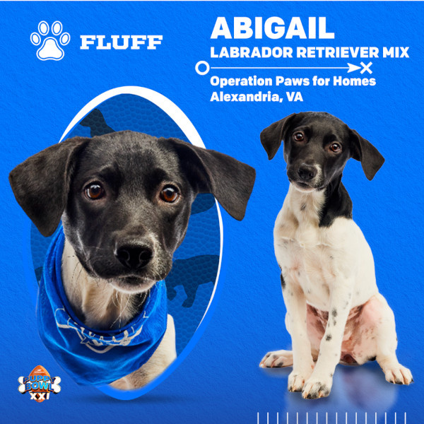   Puppy Bowl 2025 Abigail