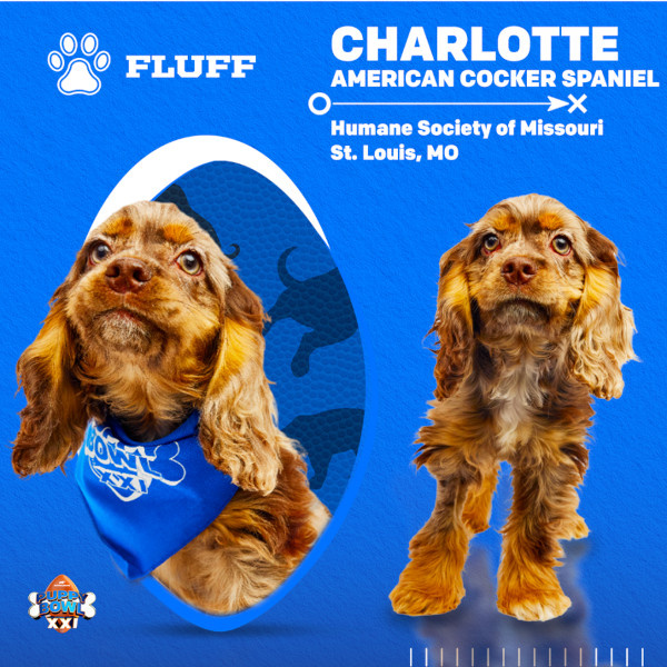   Puppy Bowl 2025 Шарлотта