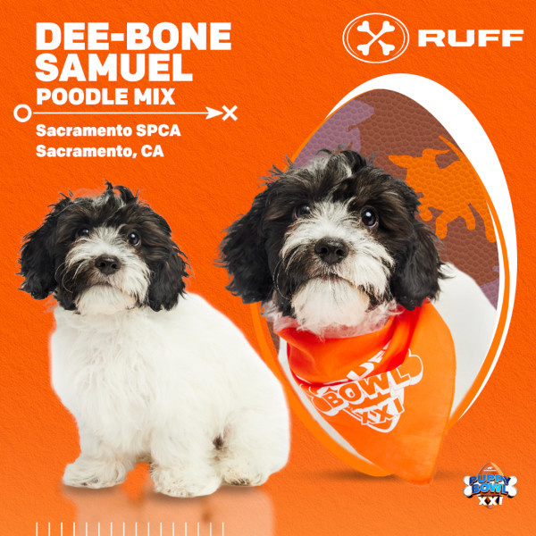   Puppy Bowl Dee-Bone Samuel