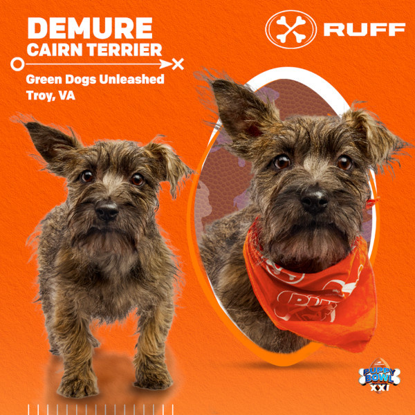   Puppy Bowl 2025 Случай