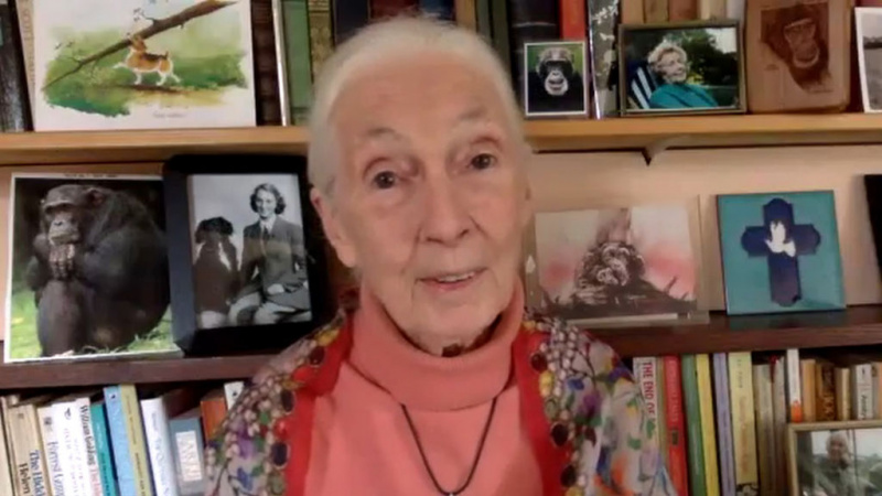   Jane Goodall, dünyayı koruma ve inceleme konusunda ön saflarda yer almıştır.'s wildlife since the 1960s.