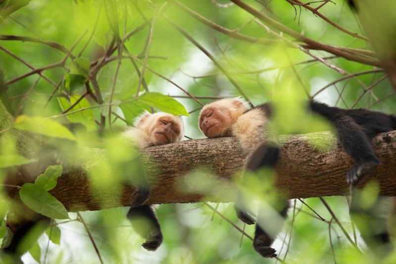   Ea's monkey business in The Secret Lives of Animals.