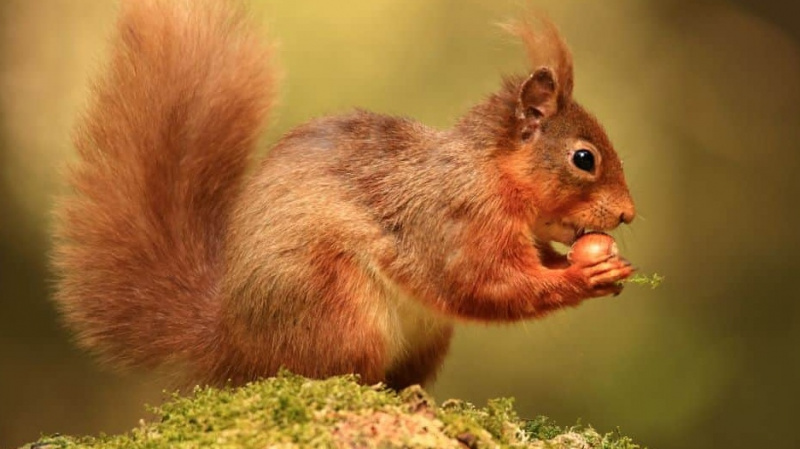 Kuinka katsoa Cumbria's Red Squirrels -elokuvaa verkossa tai televisiosta missä tahansa