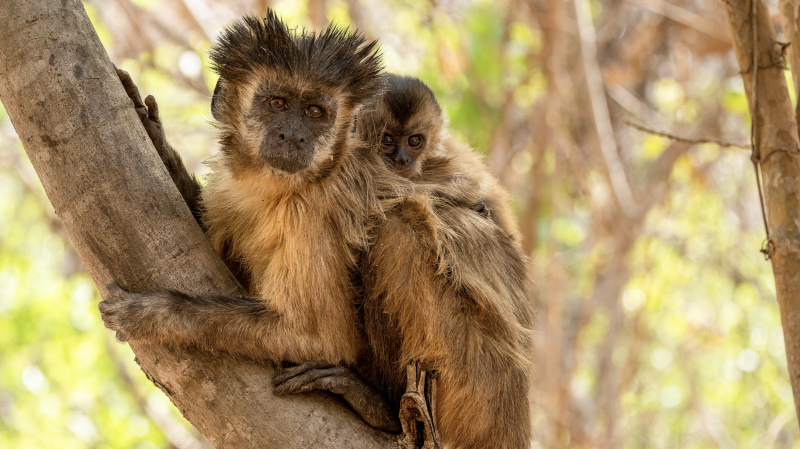 Mammals ของ Sir David Attenborough: วันที่ออกฉาย ตัวอย่าง บทสัมภาษณ์ และทุกสิ่งที่เรารู้