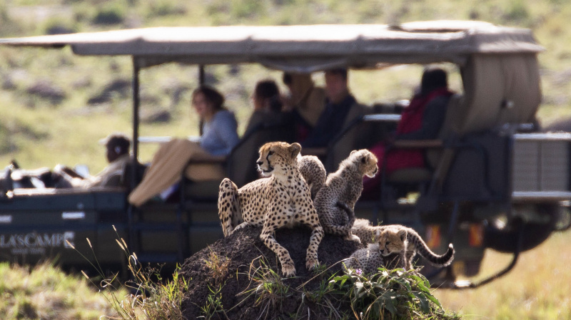   ครอบครัวเสือชีตาห์นั่งร่วมกับรถที่คนอยู่ข้างหลังในเรื่อง Mammals