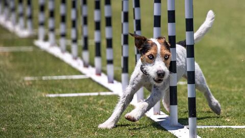 2024 Incredible Dog Challenge predstavuje talentované šteniatka s úžasnou atletikou