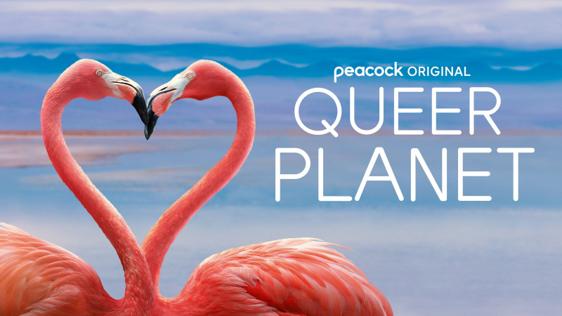   Kľúčové umenie Queer Planet s plameniakmi