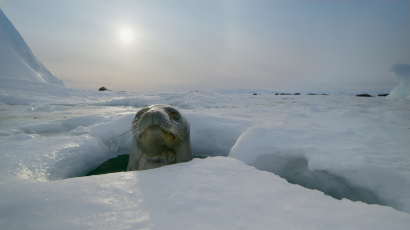   แมวน้ำเวดเดลล์โผล่ออกมาจากรูน้ำแข็งใน Frozen Planet II