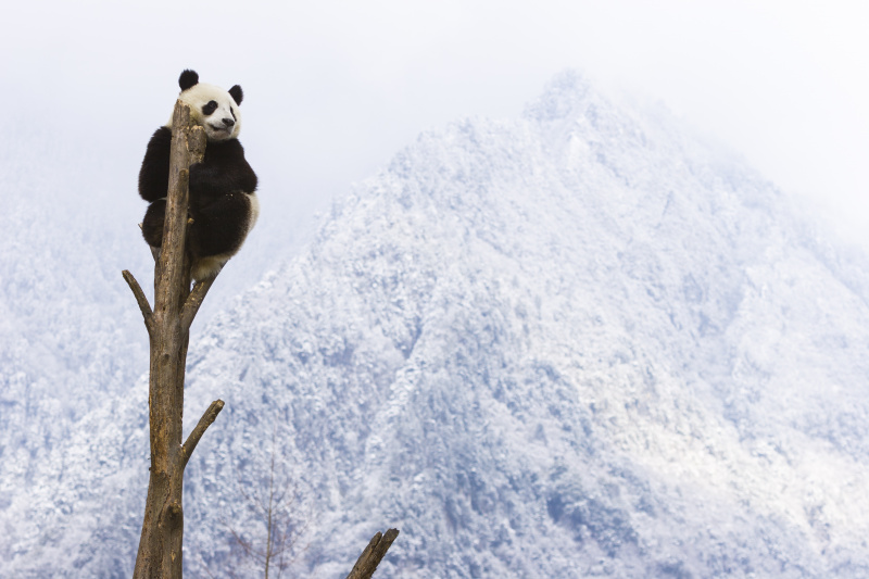   Ein Riesenpanda sucht in der gefrorenen Landschaft nach Nahrung.