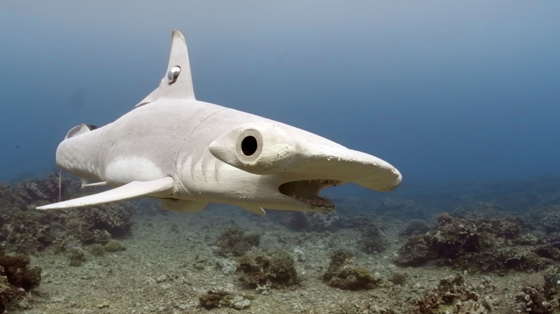   Spy hammerhead rechin in the ocean pentru Spy in the Ocean