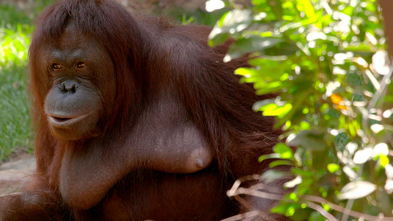   TV tänä iltana Bornean orangutan.