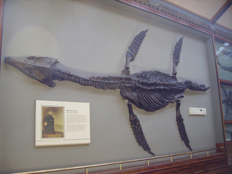   Datoteka: Rhomaleosaurus, ki jo je odkrila Mary Anning, zdaj v Naravoslovnem muzeju v Londonu.