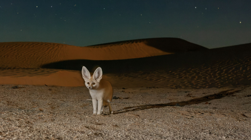   Μια αλεπού fennec στη μέση της ερήμου τη νύχτα στα θηλαστικά.