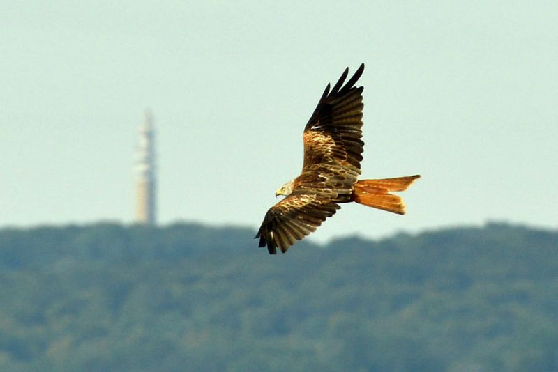 Chris Packham i Megan będą obserwować majestatyczną kania rudą.