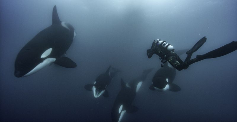Brian Skerry este fotograf pentru National Geographic în Secrets Of The Whales