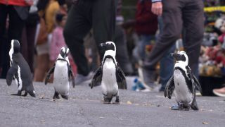 Penguin Town — fă o câine pe străzi!