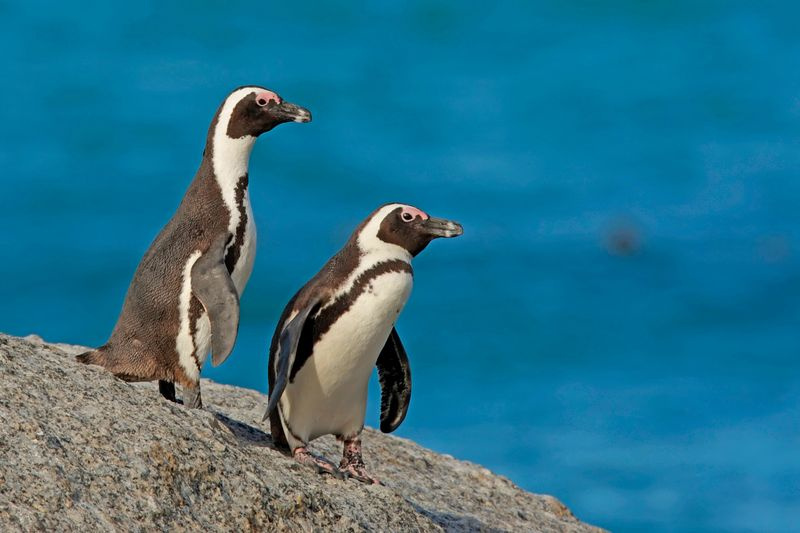 Obișnuiți ai orașului Penguin pe Netflix.