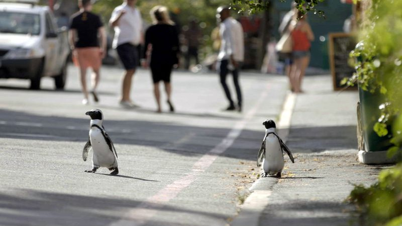 Στο δρόμο στην πόλη των Penguin.