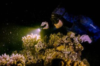 'Gran Barrera de Coral: La Próxima Generación' — todo lo que necesitas saber