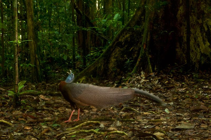 Το Argus Pheasant εμφανίζεται στο επεισόδιο 3 του The Mating Game.
