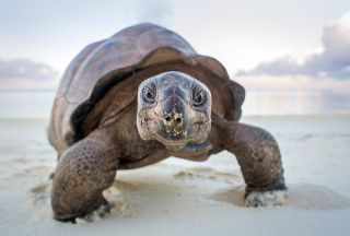 Καλύτερο ντοκιμαντέρ του BBC: A Perfect Planet Giant Tortoise