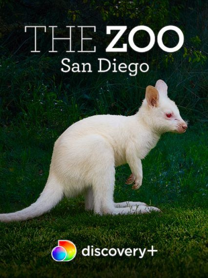 'The Zoo: San Diego' Primo sguardo: incontra Everest, il piccolo albino Wallaby (VIDEO)