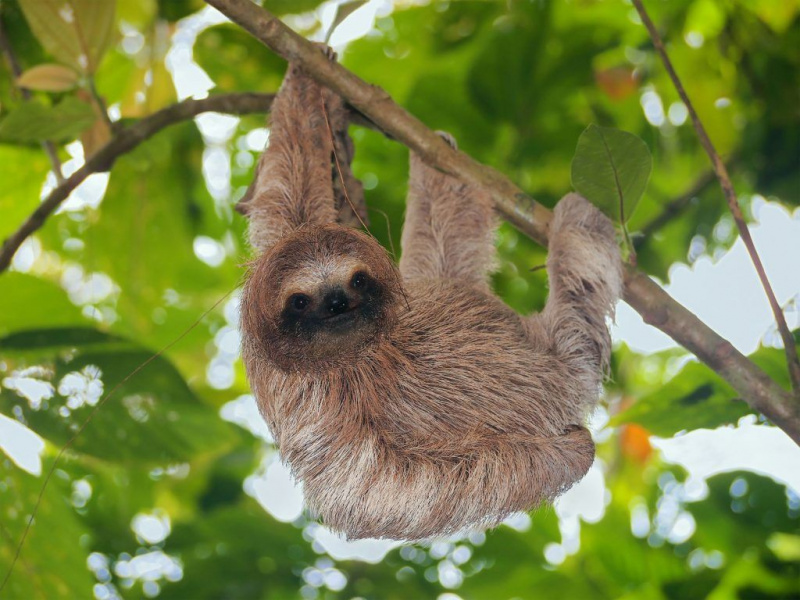 Sloth